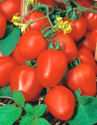 Tomat - Frodo - Lycopersicon esculentum Mill  - frön