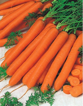 Морков "Ескимо F1" - късен сорт - Daucus carota - семена