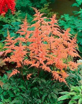 Astilbe "Bressingham Beauty" - rose saumon; fausse spiree - gros paquet ! - 10 pieces