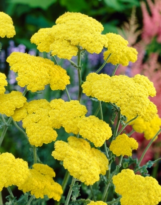 Moonshine common yarrow - yellow flowers - XL pack - 50 pcs