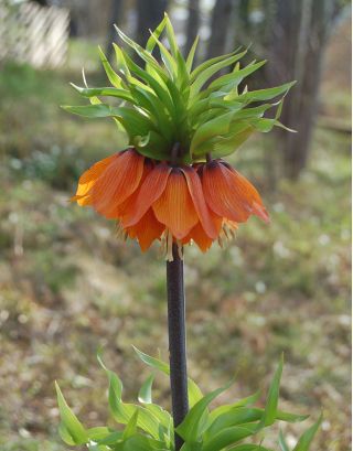 Fritillaria imperialis Aurora  - クラウンインペリアルオーロラ - 球根/塊茎/根