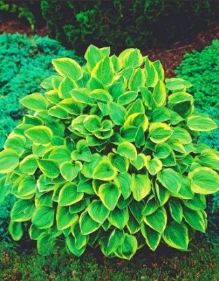 Hosta، Plantain Lily طلای Tiara - لامپ / غده / ریشه