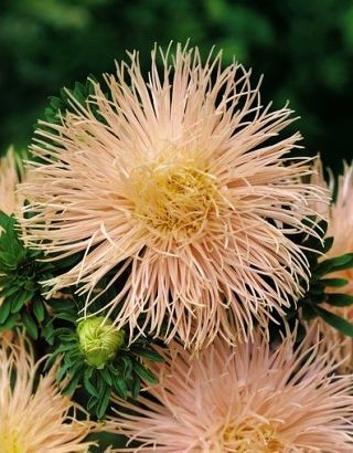 Callistephus chinensis - 500 zaden - roze