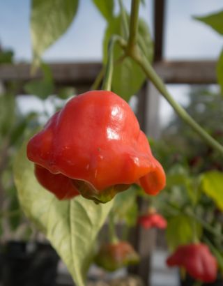 Okrasná paprika 'Dzwonek' - neskorá odroda, ideálna pre záhradné dekorácie -  Capsicum baccatum - semená