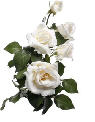 Storblomsteret rose - hvid - potteplante - 