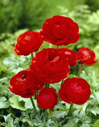 Ranunculus บัตเตอร์คัพแดง - 10 หลอด