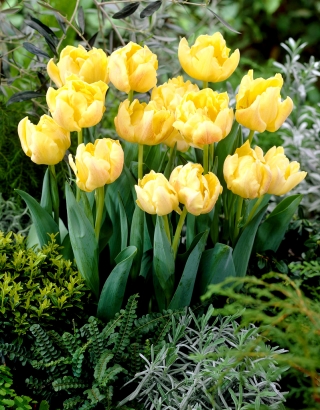 Double tulip "Montreux" - pek 5 pcs - 
