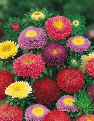 China Aster Pompon mixed seeds - Callistephus chinensis - 500 seeds
