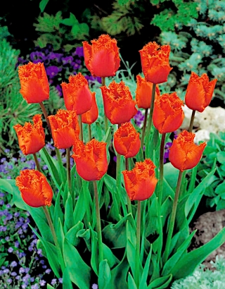 Tulipe Noranda - paquet de 5 pièces - Tulipa Noranda