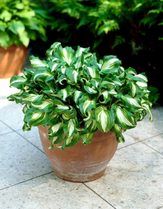 Hosta, Plantain Lily Mediovariegata - βολβός / κόνδυλος / ρίζα