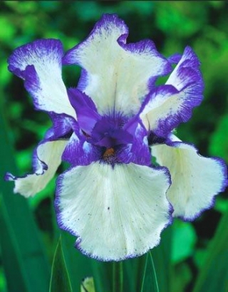Iris germanica สีน้ำเงินและสีขาว - กระเปาะ / หัว / ราก