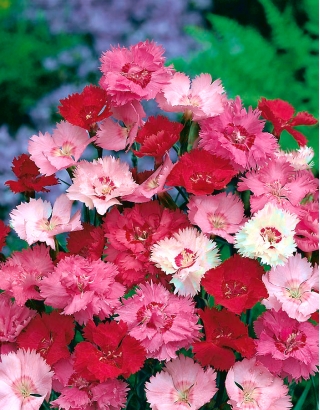 Campuran warna merah jambu yang biasa; taman merah jambu, merah jambu liar - 140 biji - Dianthus plumarius - benih