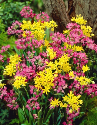 Set de usturoi ornamental cu creștere redusă - set galben și roz - usturoi galben și praz roz - 200 buc.