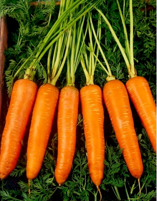 Carrot Flamanka - varietas terlambat - 