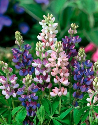 Lupin d&#39;été Pixie Delight - annuel; lupin occidental - 