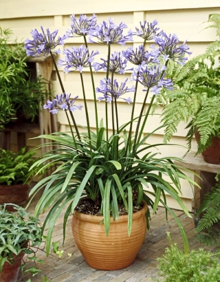 Dr Brouwer Agapanthus; African Lily, Lily of the Nile