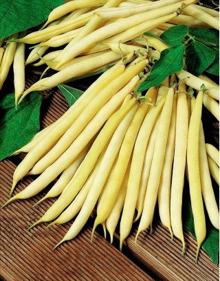프랑스 콩 "Elektra"- 노랑색, 난장이 형 - Phaseolus vulgaris L. - 씨앗