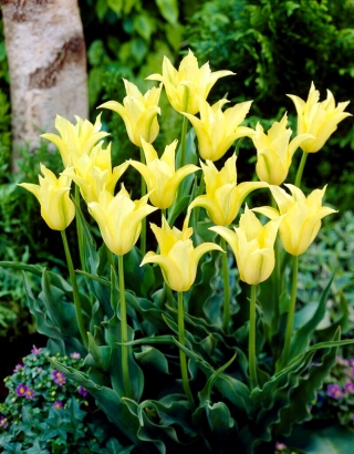 Cistula tulipán - 5 db.