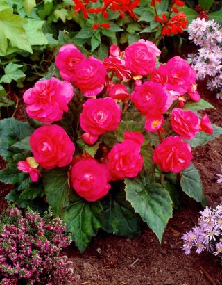 Mehrblumen-Begonie - Multiflora Maxima - rosa Blüten - 2 Stk - 