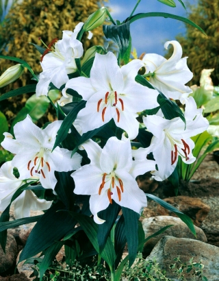 Oriental Lily - Casa Blanca - Large Pack! - 10 pcs.