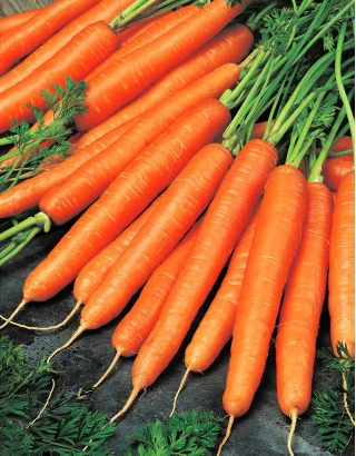 Valgomosios morkos - Olympus - Flakkee - 4250 sėklos - Daucus carota