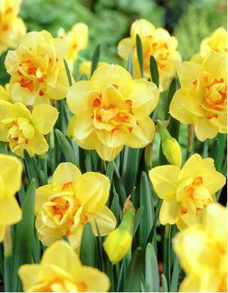 Narcissus Tahiti - Daffodil Tahiti - 5 bulbs