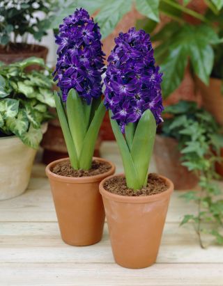 Hyacinthus Blue Magic - Hyacinth Blue Magic - 3 bebawang