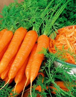 морковь Broker -  Daucus carota - Broker - семена