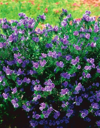 Bugloss viper's purple - planta melífera - 100 g; La maldición de paterson - 