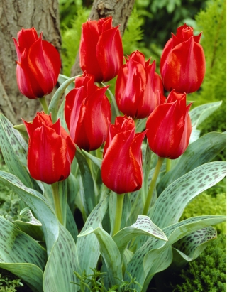 Tulip Julius Caesar - large pack! - 50 pcs