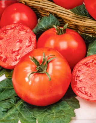 Belladona F1 Tomate - eine frühe Gewächshaussorte, frei von Gelbschulterkrankheit der Tomate - professionelles Saatgut für jedermann - 