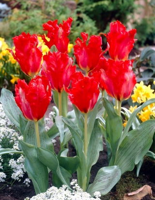 Obří papoušek tulipán - 5 ks.