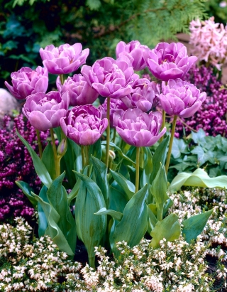 Lilac Perfection tulpe - XL iepakojumā - 50 gab.