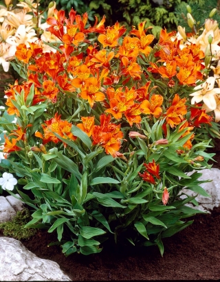 Перуанска лилия - Alstroemeria Orange King - 1 бр - 