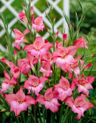 Gladiolus, Gladiole, Schwertblume 'Charming Beauty' - Großpackung! - 50 Stk.