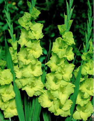 Gladiolus Green Star – 9 bulbs in a pot; sword lily