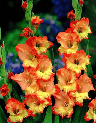 Gladiolus Princess Margaret Rose – 9 bulbs in a pot; sword lily