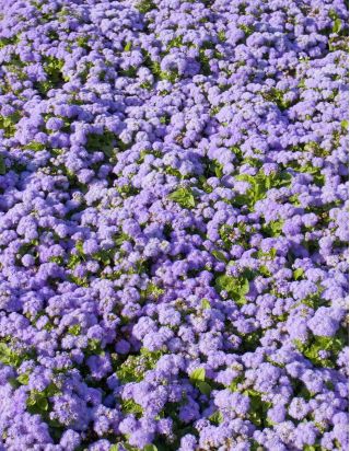 Flossflower, bluemink, синеватый, киска лапка, мексиканская кисть - синий сорт - 3750 семян - Ageratum houstonianum - семена