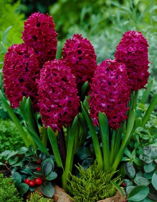 Хиацинт Уудсток - Хиацинт Уудсток - 3 луковици - Hyacinthus