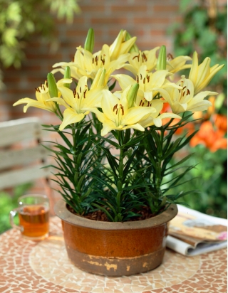 Lilium, Lily Ivory Pixie - květinové cibulky / hlíza / kořen