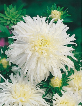 Aster cu flori în crizanteme - cu flori albe - 450 de semințe - Callistephus chinensis 