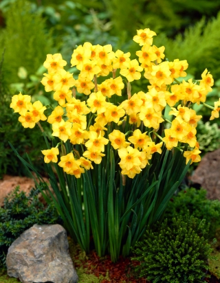 Daffodil, narcissus Martinette - 5 buah - 