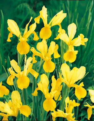 Iris olandez - Golden Harvest - pachet mare - 100 buc.