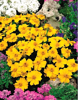 Marigold "Disco" - bunga mungil, tumbuh rendah, kuning madu - 