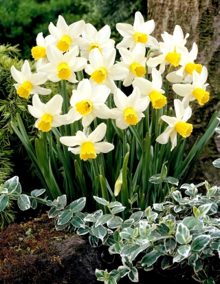 Jack Snipe daffodil - 5 pcs