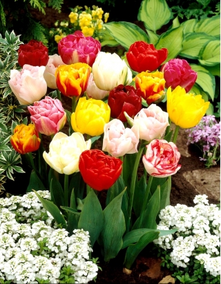Dvojni izbor tulipanov - Dvojni miks - XXXL pakiranje 250 kos