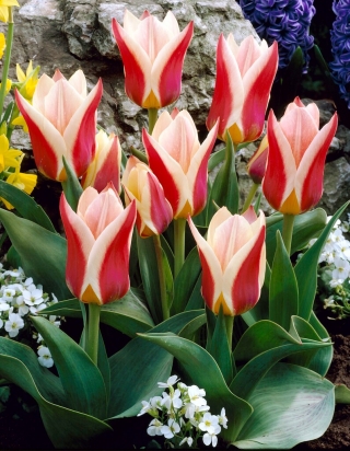 Tulipe Rosanna - 5 pieces