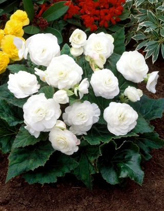 Večcvetna begonija - Multiflora Maxima - beli cvetovi - 2 kom