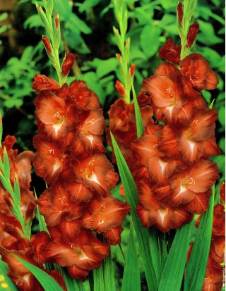 Gladiolus Chocolate  – 9 bulbs in a pot; sword lily