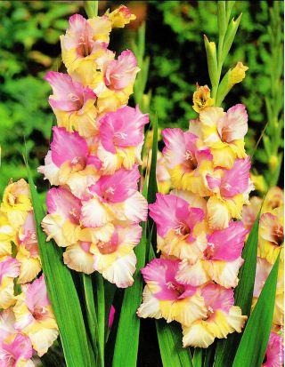 Gladiolus Mon Amour – 9 bulbs in a pot; sword lily